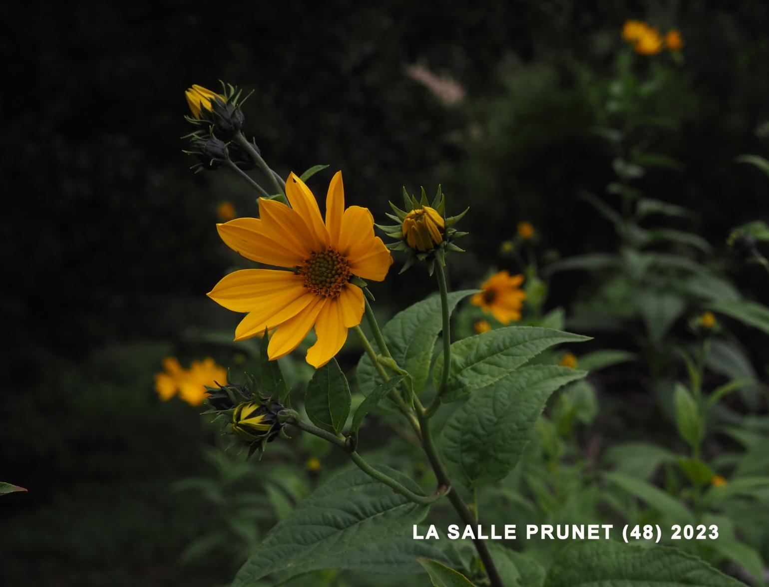 Topinambour (m.) Jerusalem artichoke